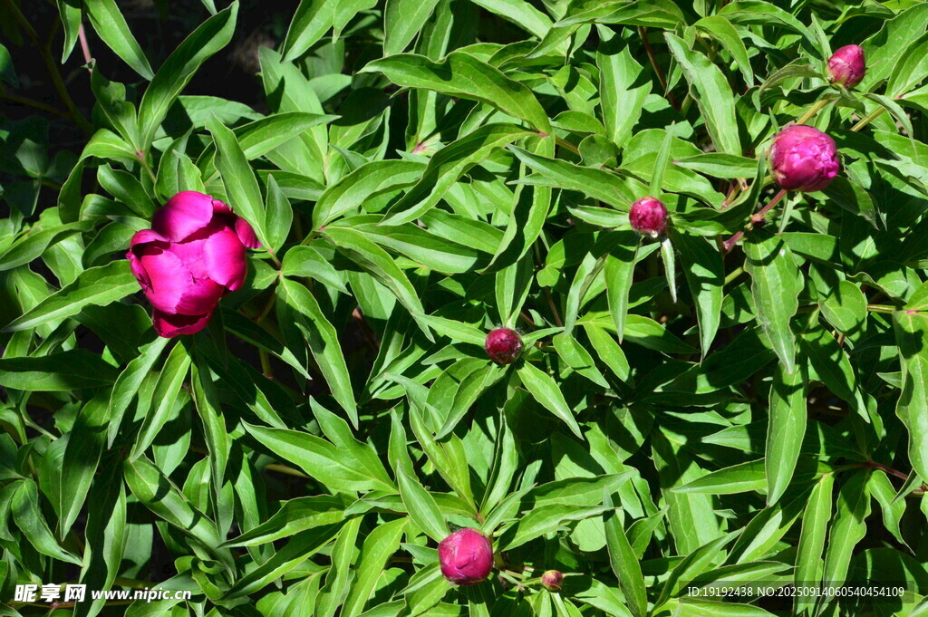 芍药花  