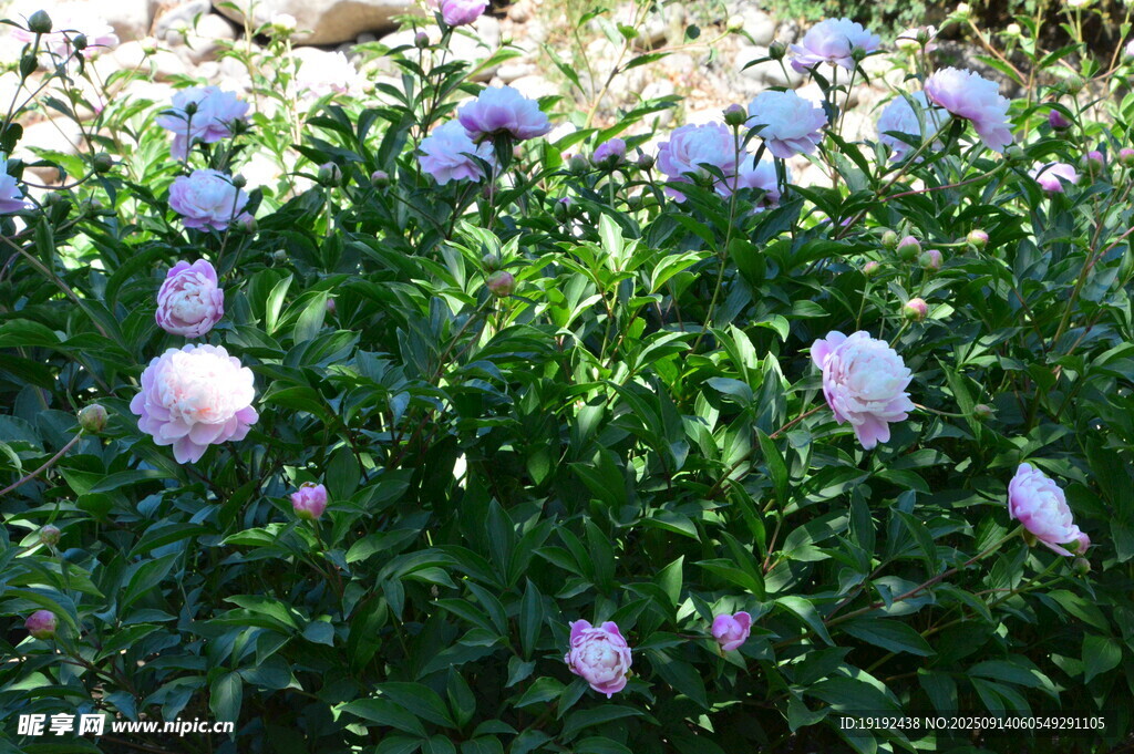 芍药花 