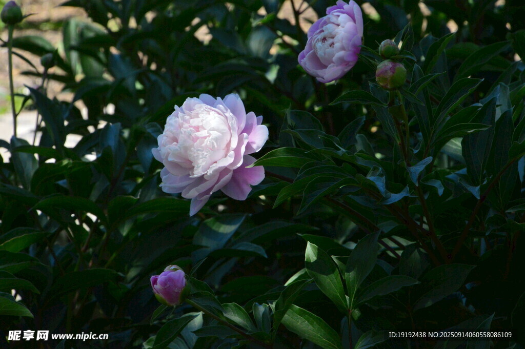 芍药花  