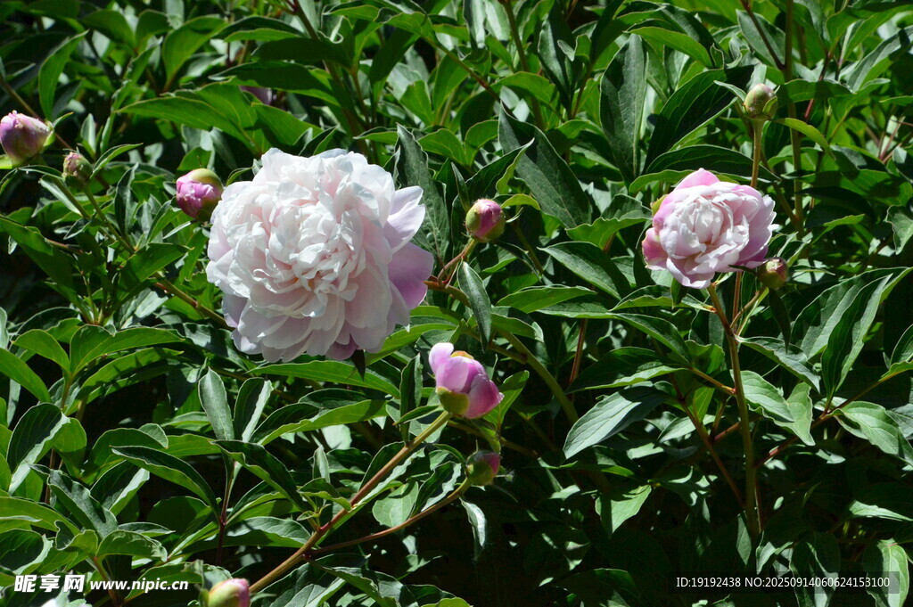 芍药花  