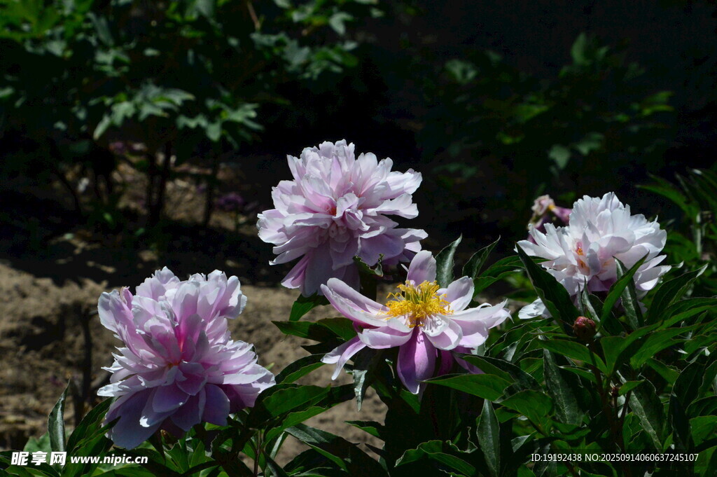 芍药花  