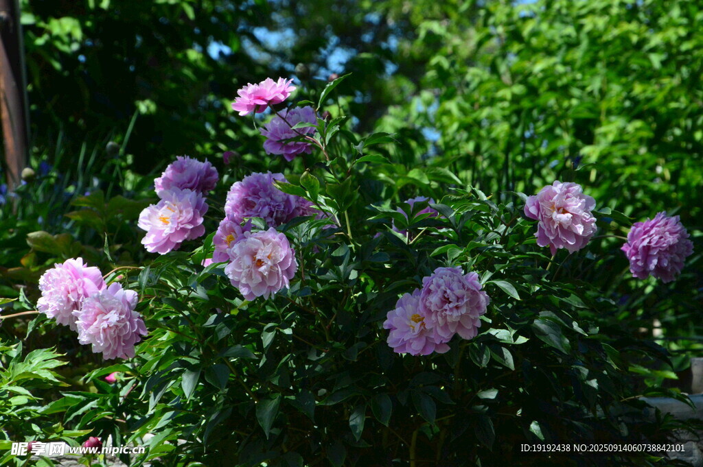 芍药花  