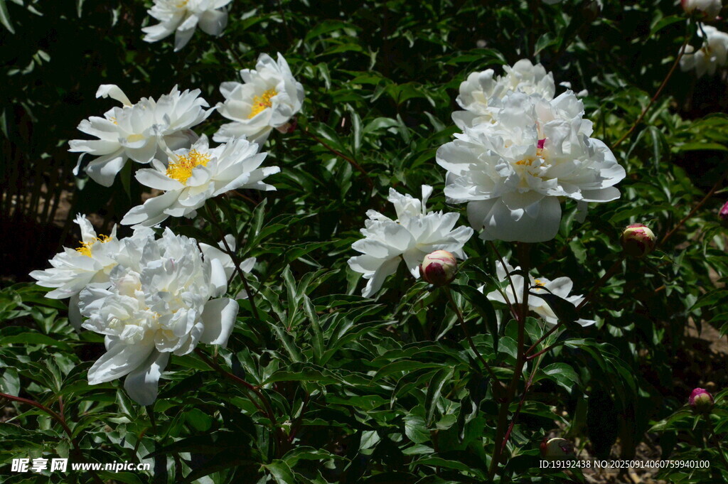 芍药花  