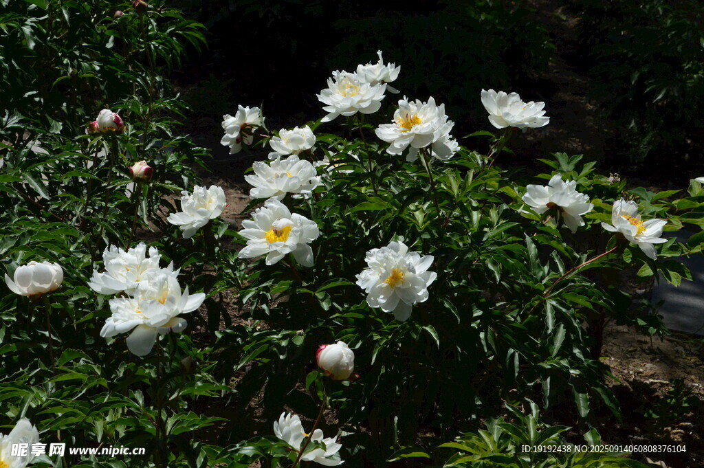 芍药花  
