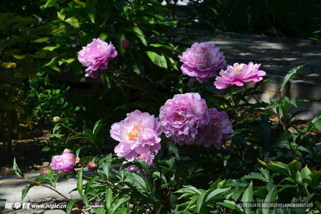 芍药花  