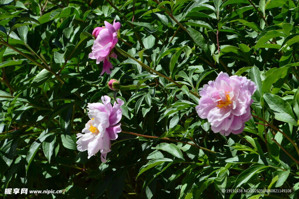 芍药花 