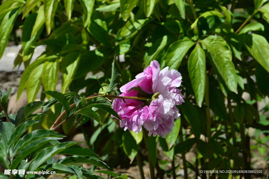 芍药花  