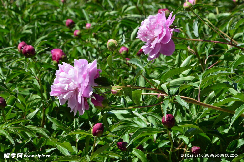 芍药花  