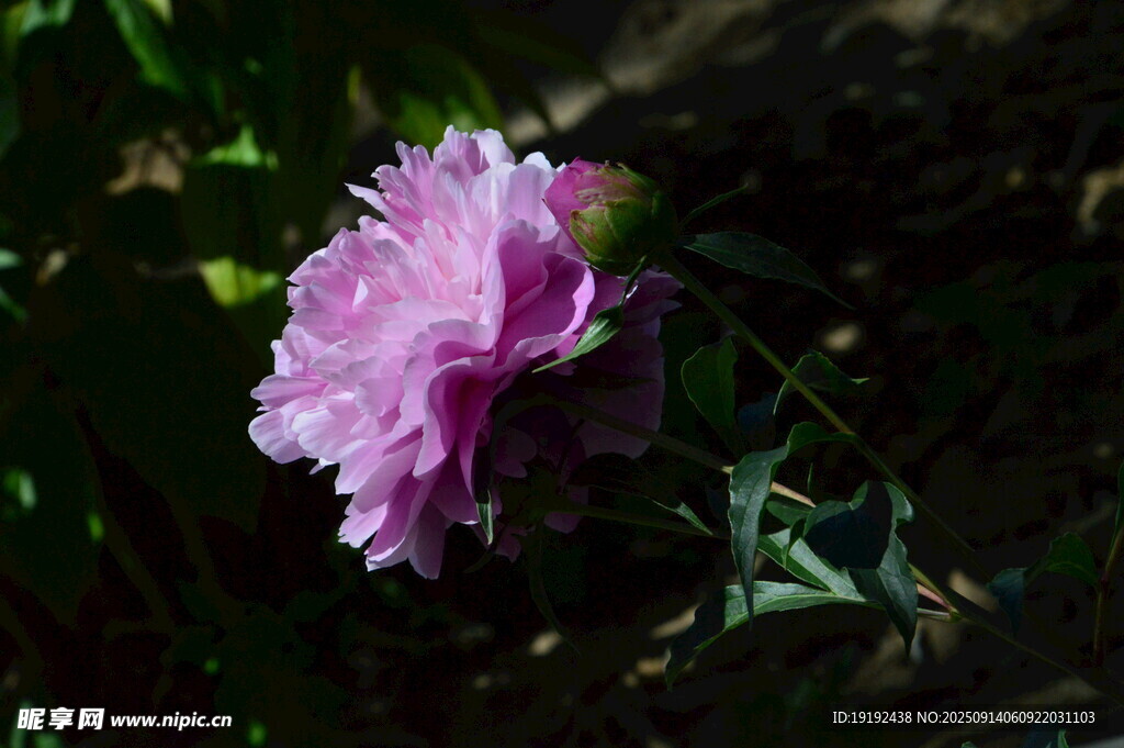 芍药花  