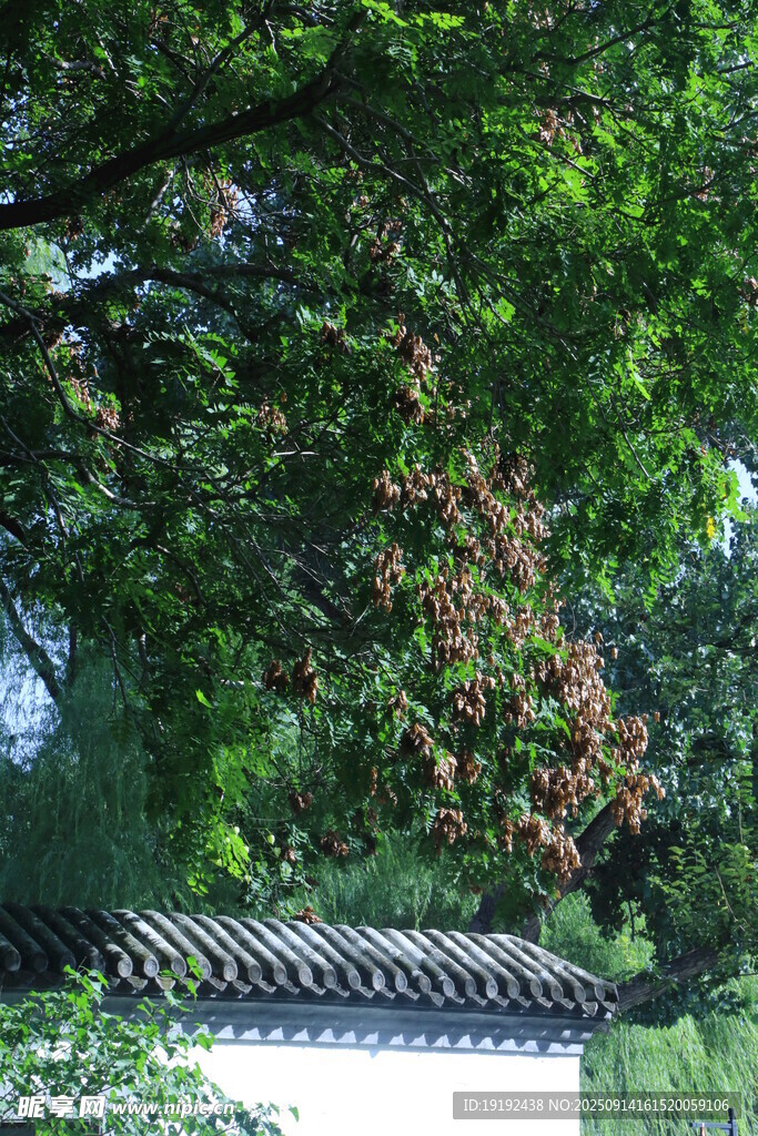 栾树 