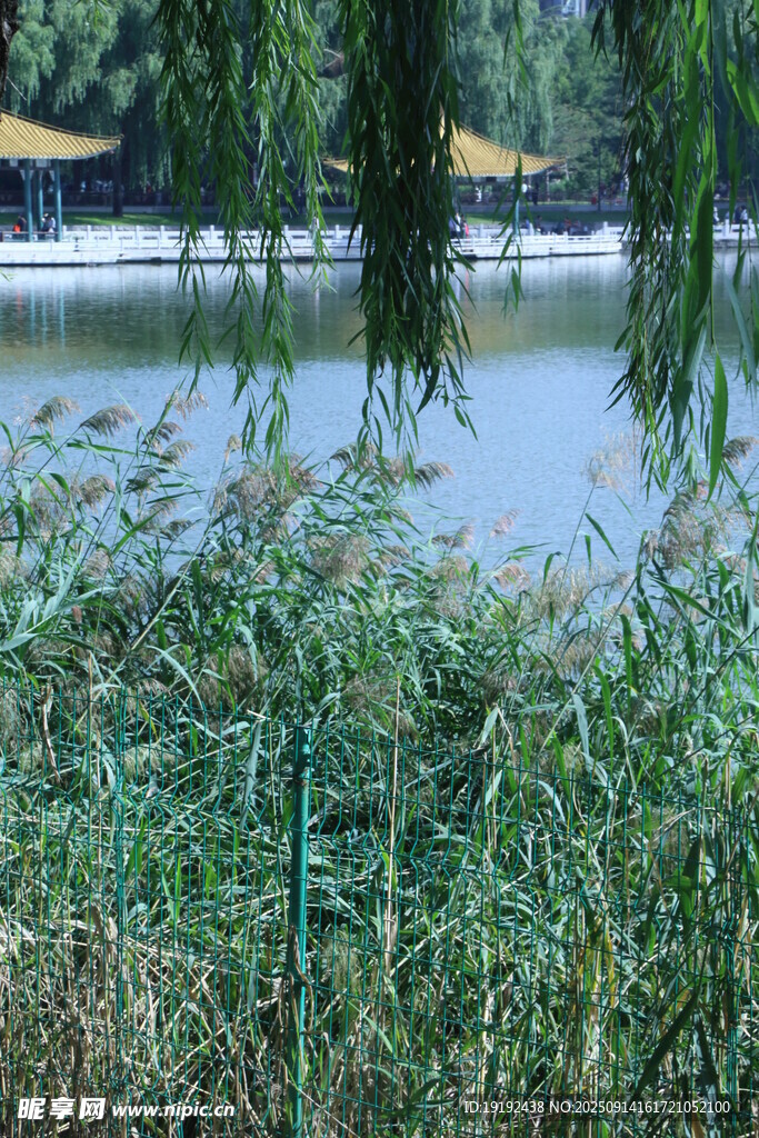 公园风景 
