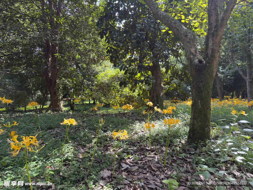林间黄花绿植自然景致