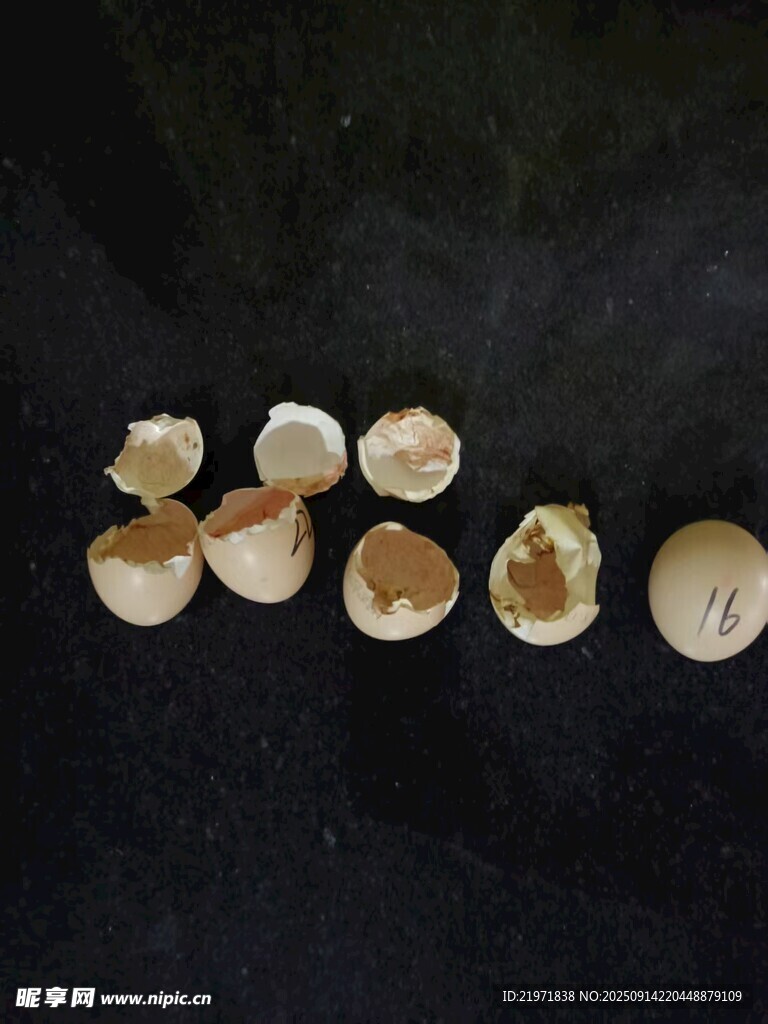 散落的贝壳