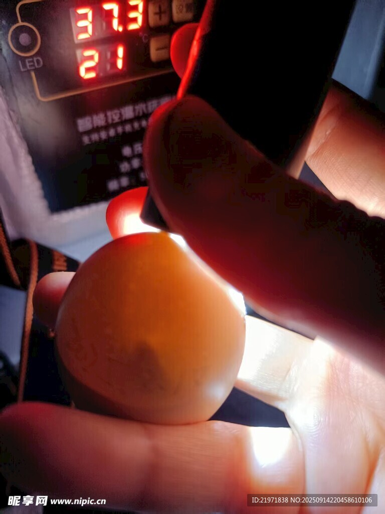 手托蛋用手电照射观察