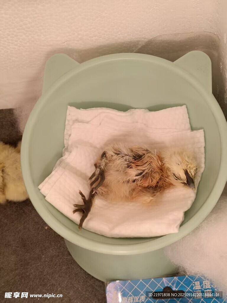 小猫蜷卧在浅绿色猫窝中