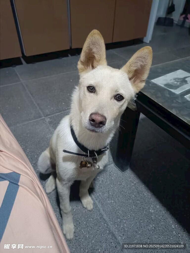 可爱白狗乖巧坐地