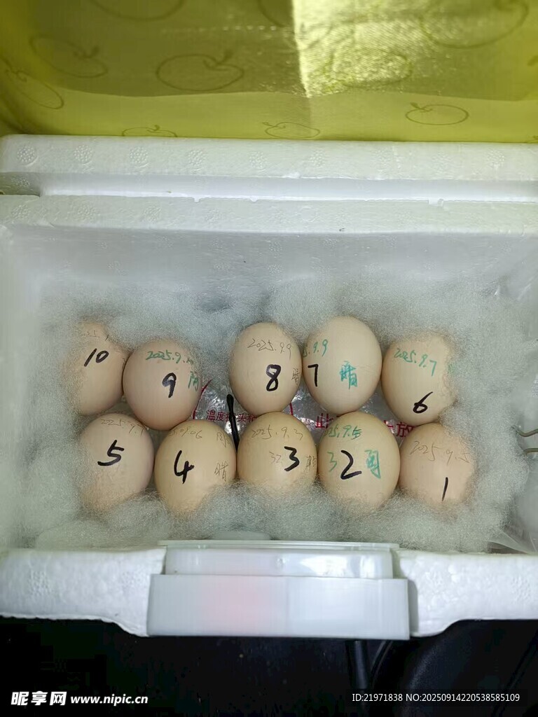 冷冻箱中的带标记鸡蛋