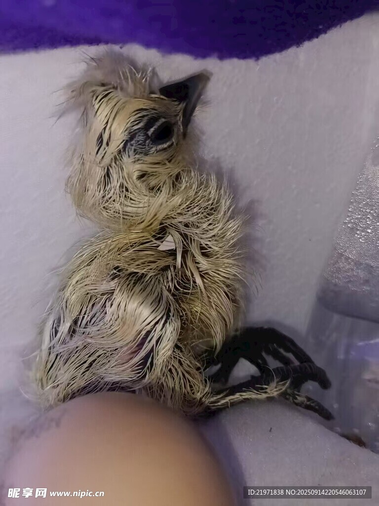 可爱小鸟坐于柔软处