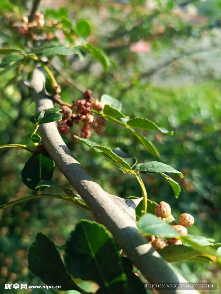 枝头果实初现生机