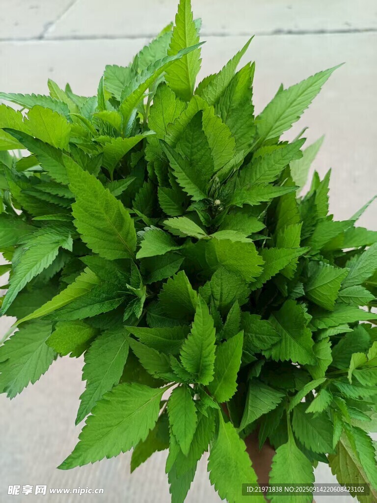 新鲜翠绿的绿叶蔬菜