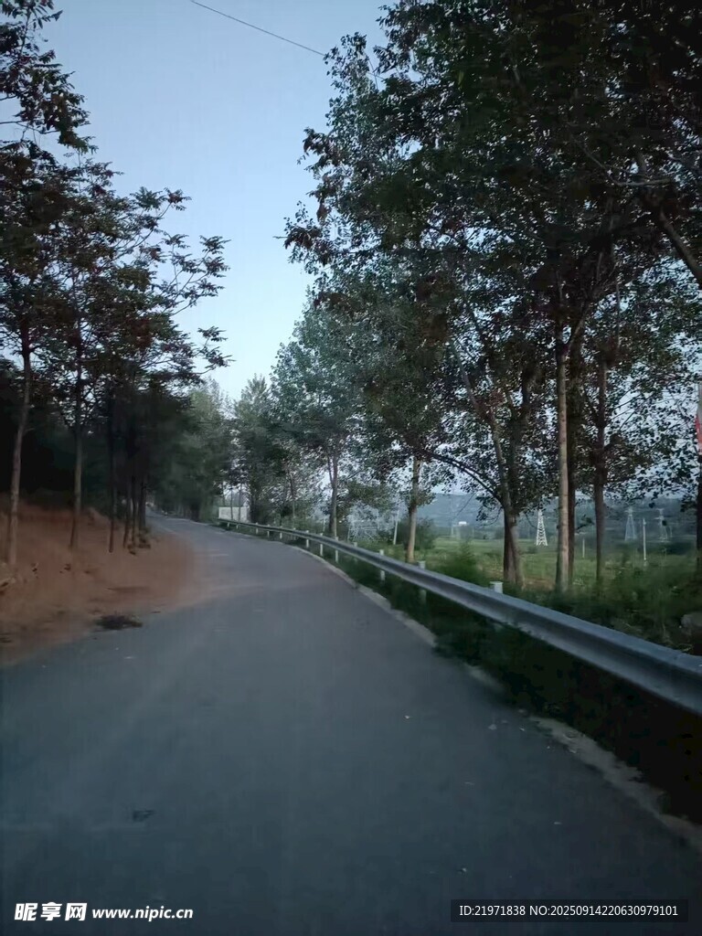 林间公路静谧自然景象