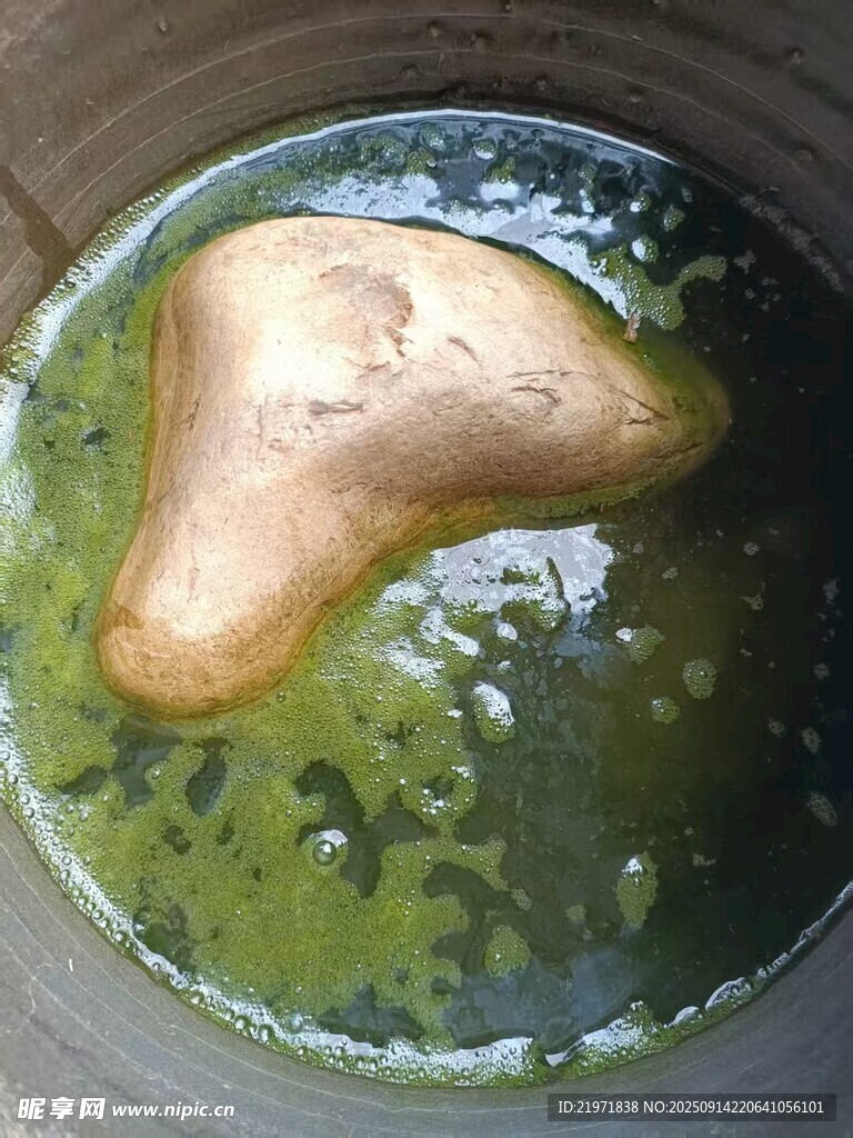 水缸中漂浮的奇特物体