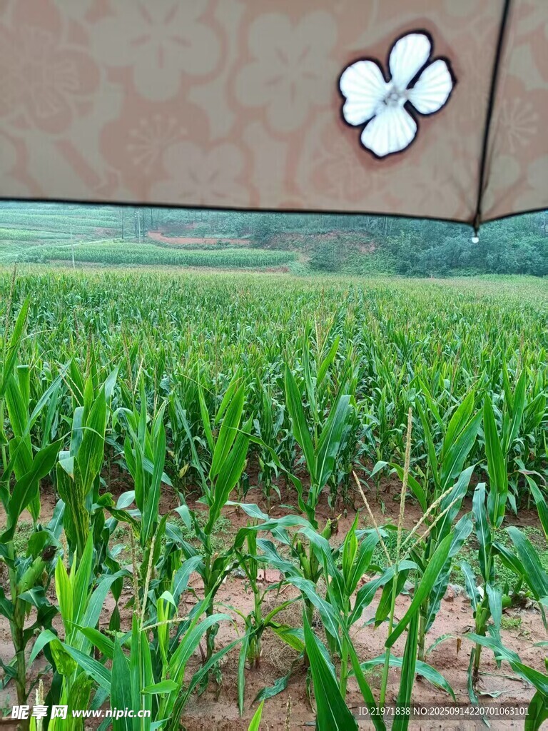 田野中的四叶草装饰