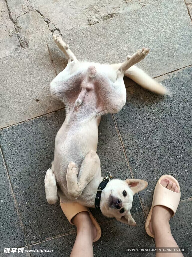 人与萌犬惬意相处瞬间