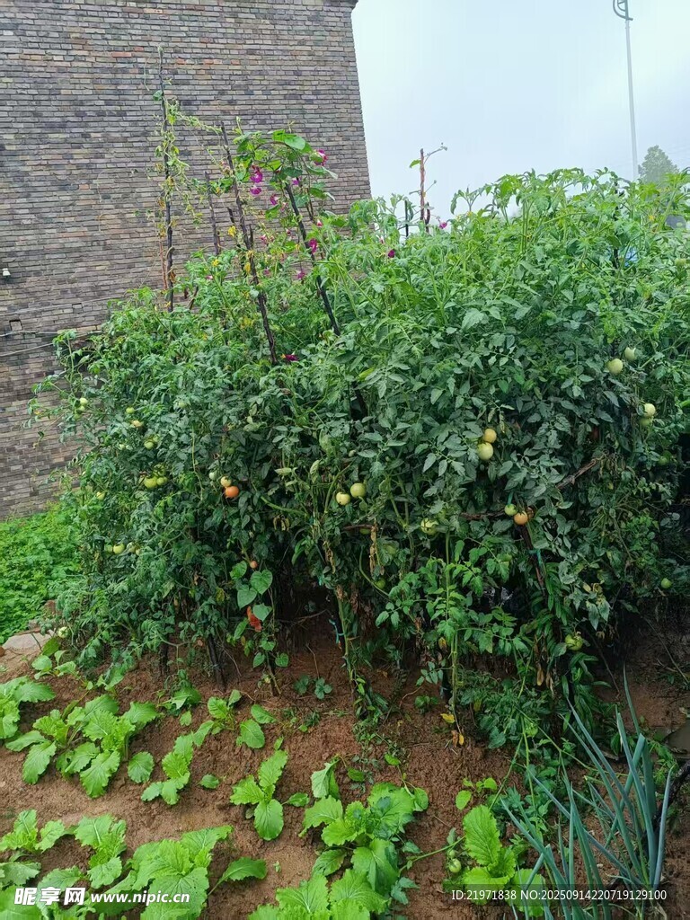 庭院绿植景观