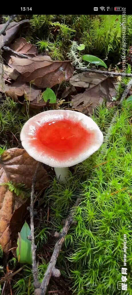 草丛中的红色蘑菇