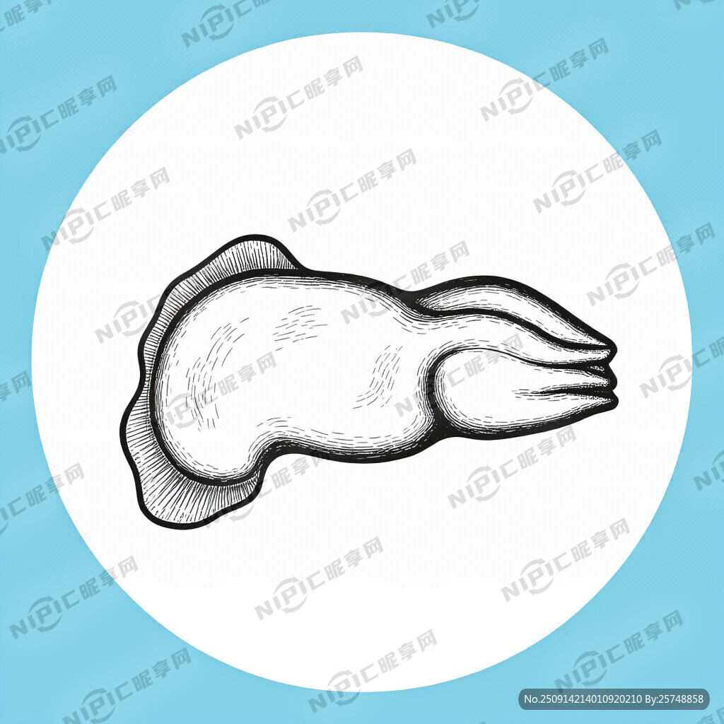 象拔蚌 黑白线稿