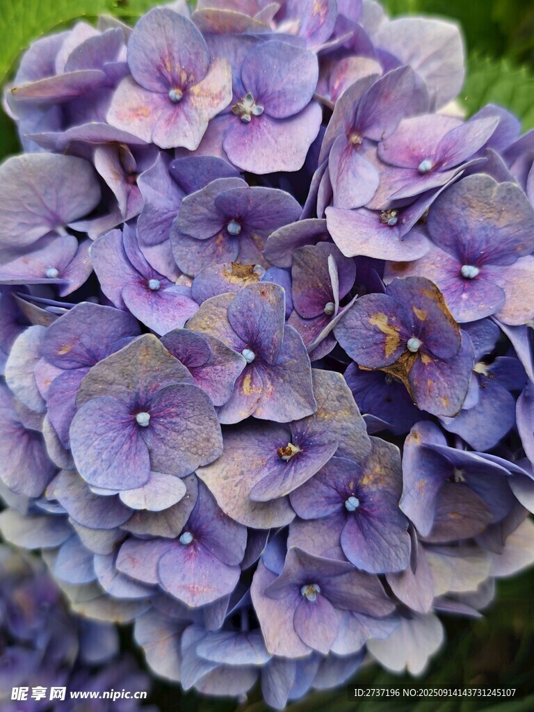 绣球花