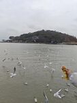 湖畔海鸥