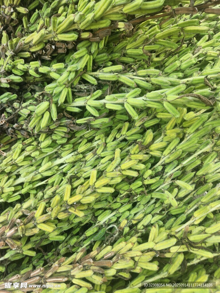 翠绿繁茂的植物枝叶