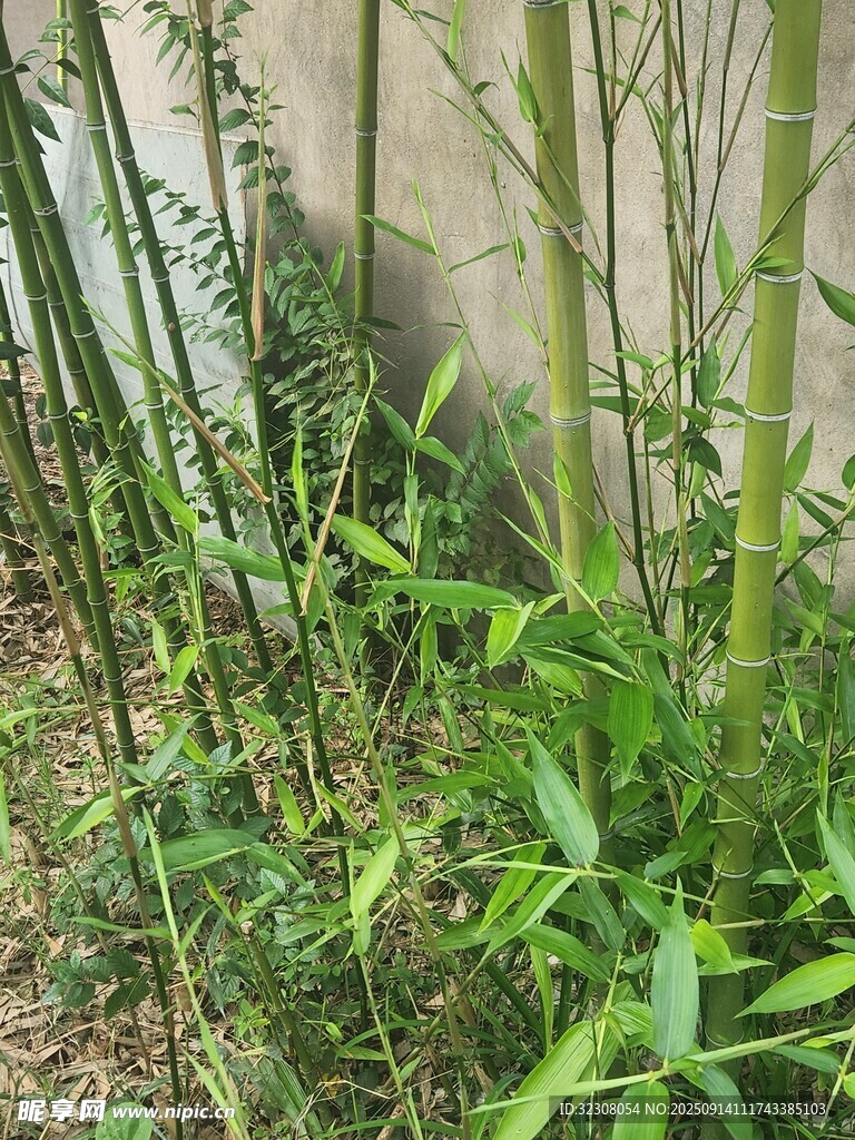 翠绿竹林中的生机景象