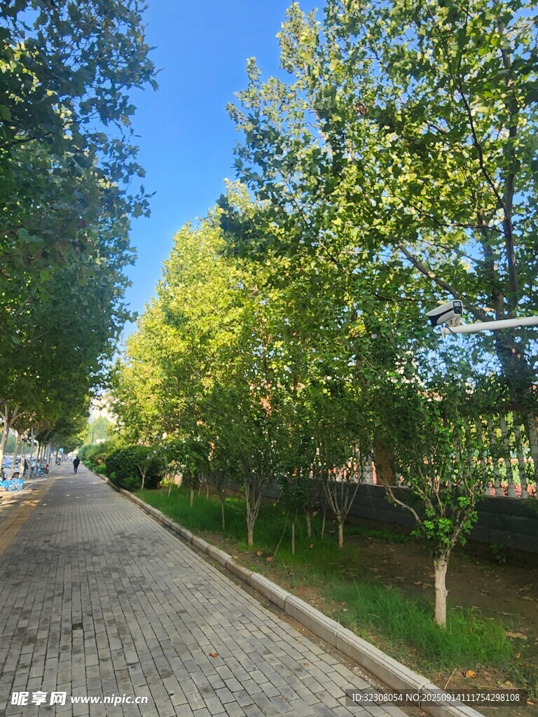 林荫小道
