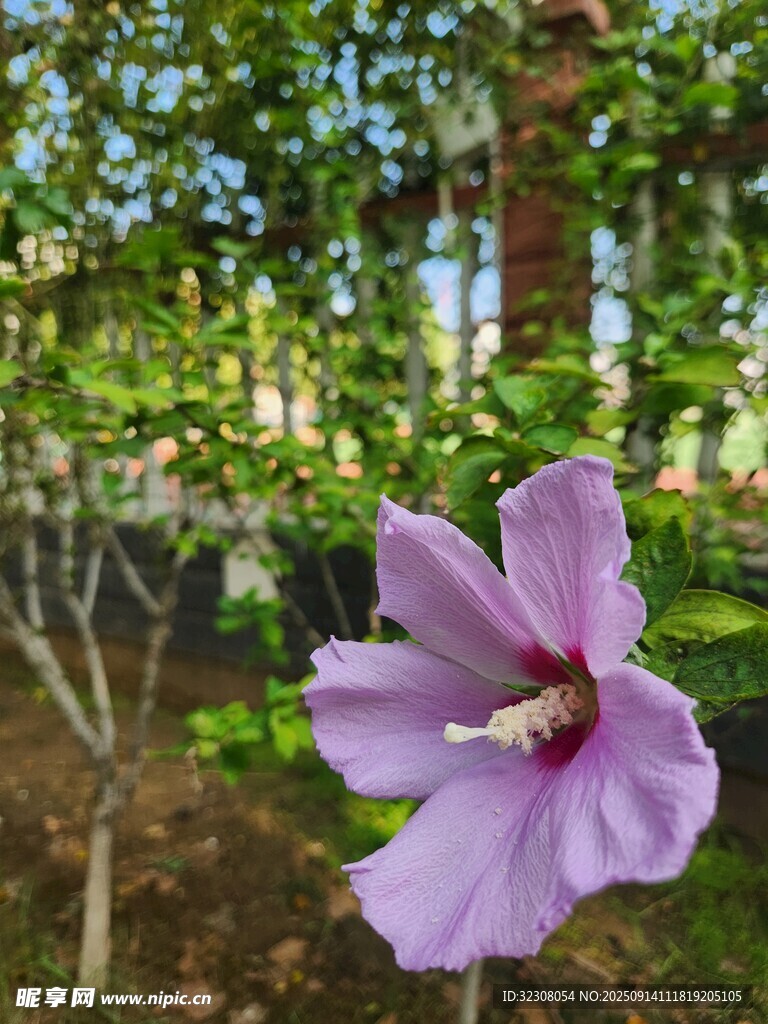绽放的紫色木槿花
