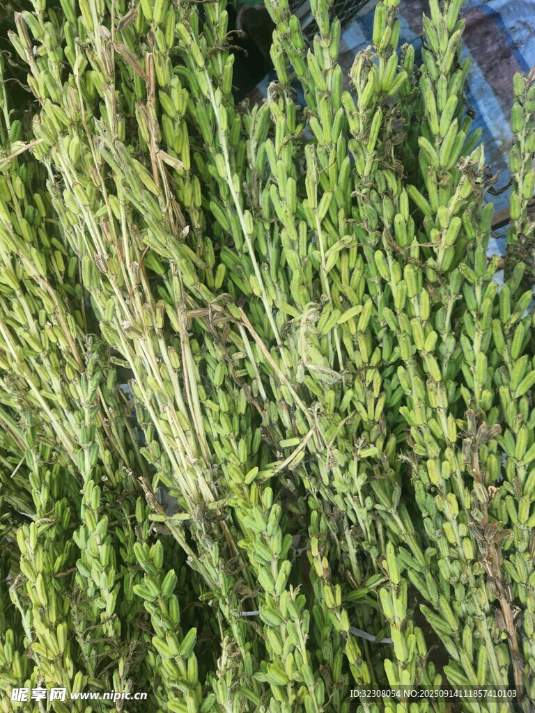 翠绿茂盛的丛生植物