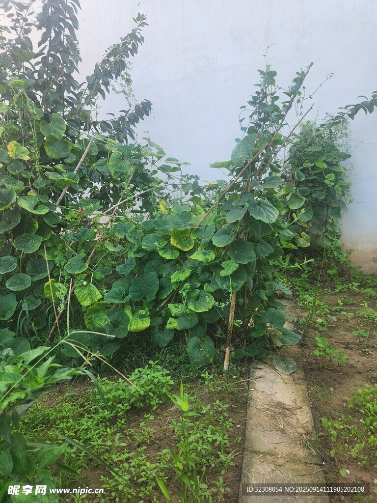菜园绿植景象