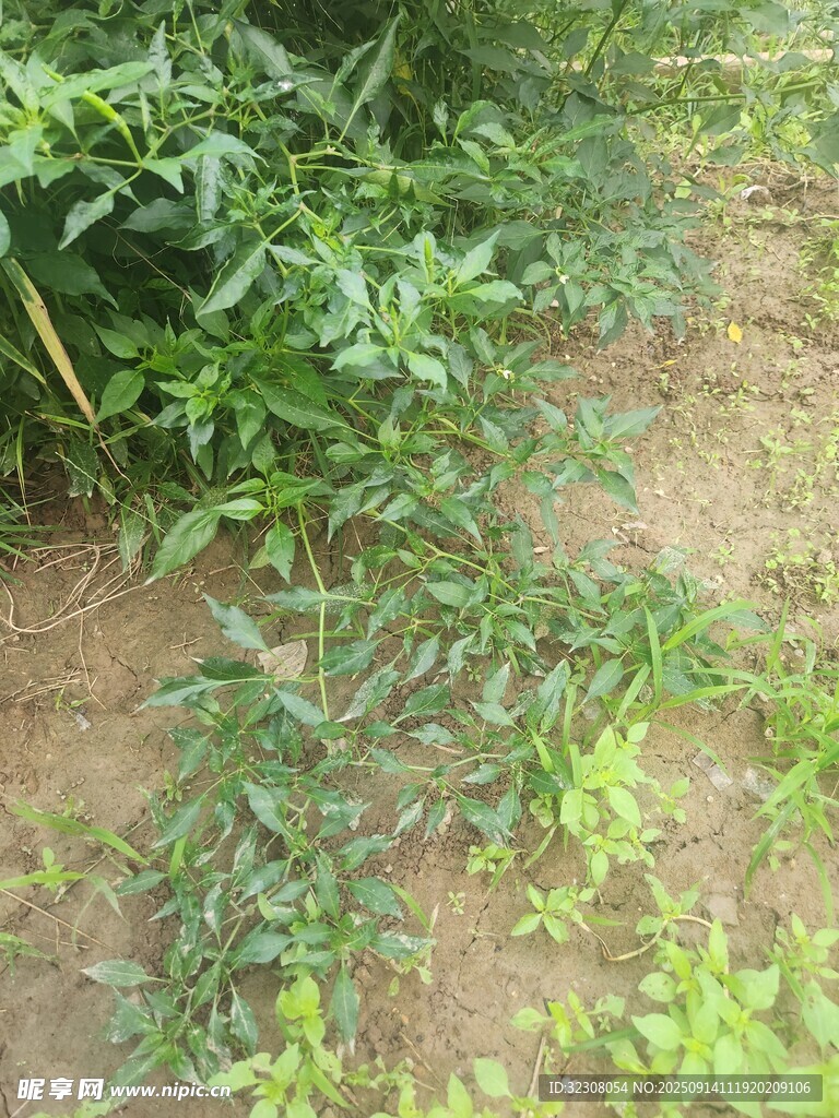 田间嫩绿植物生长景象