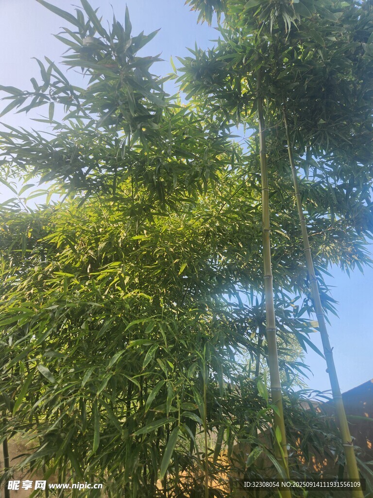 翠绿竹林