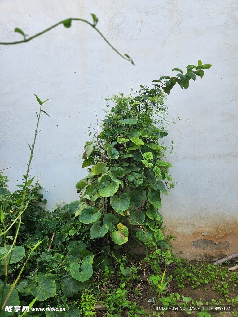 墙边攀爬的翠绿藤蔓植物