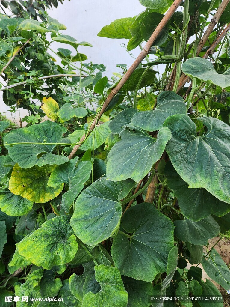 翠绿瓜藤叶片特写