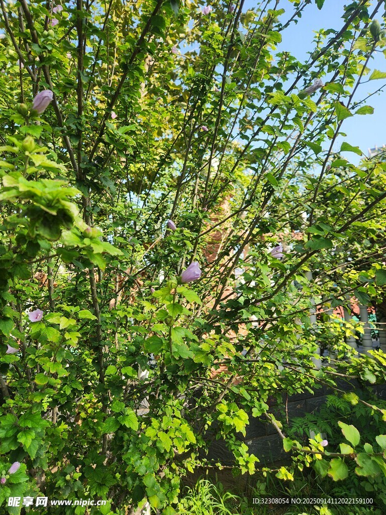 繁茂绿植