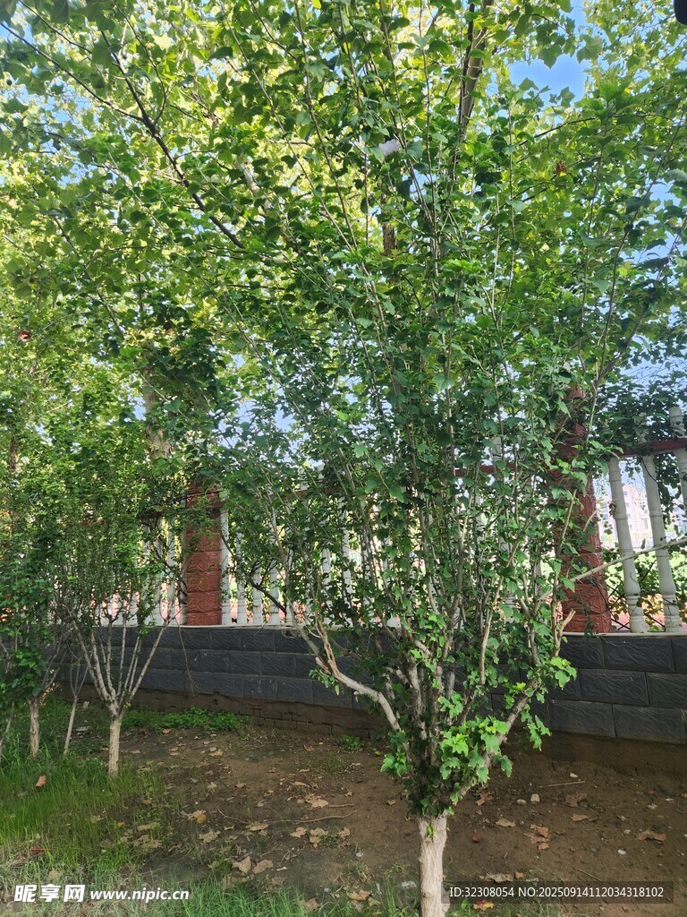 绿树成荫的庭院景致
