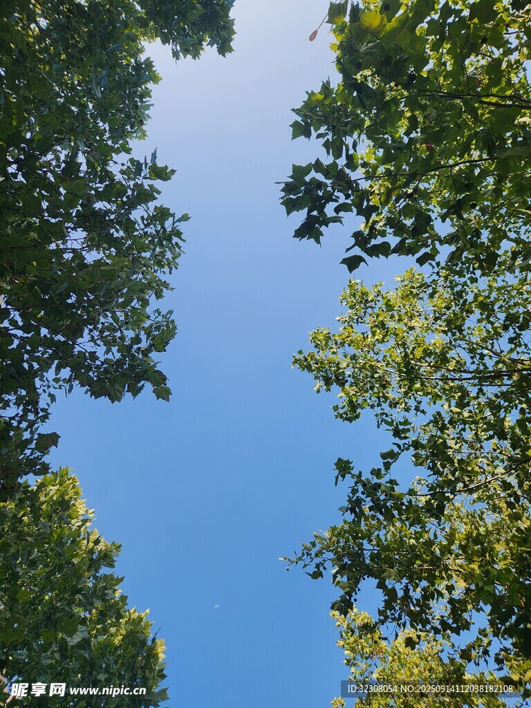 仰望蓝天绿树的美好景象