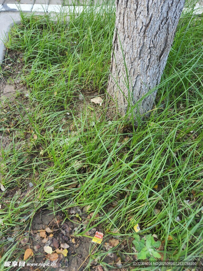 树下绿草景象