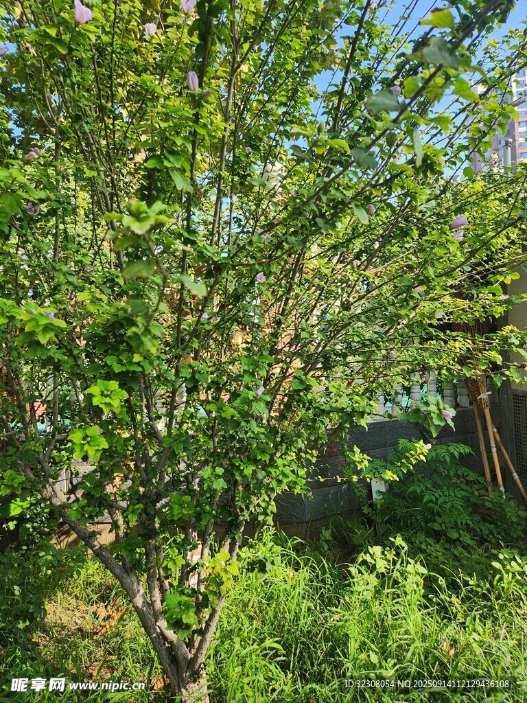 繁茂绿树与周边植被景观