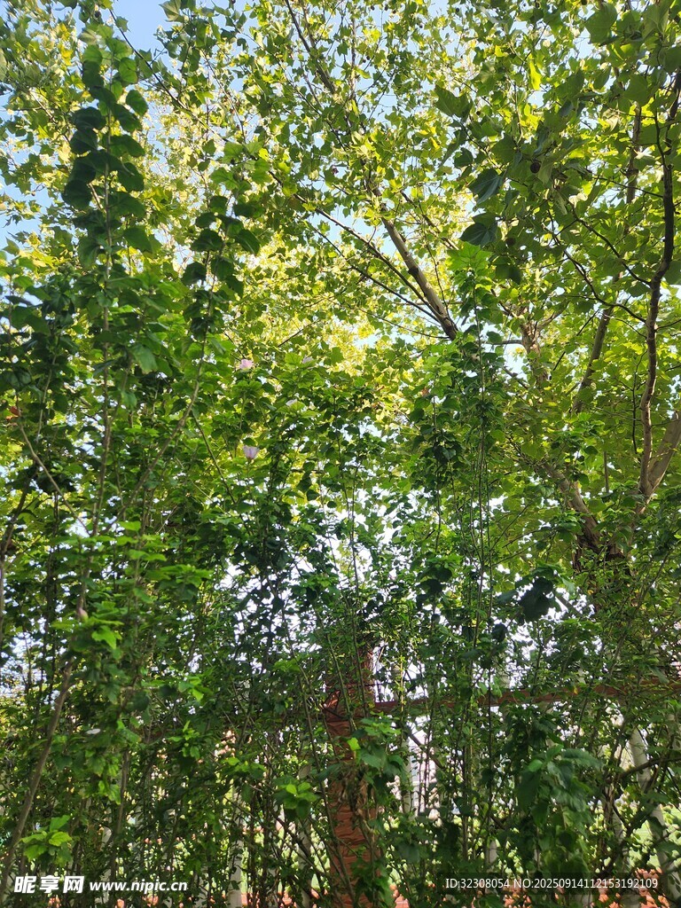 繁茂绿植营造清新自然景