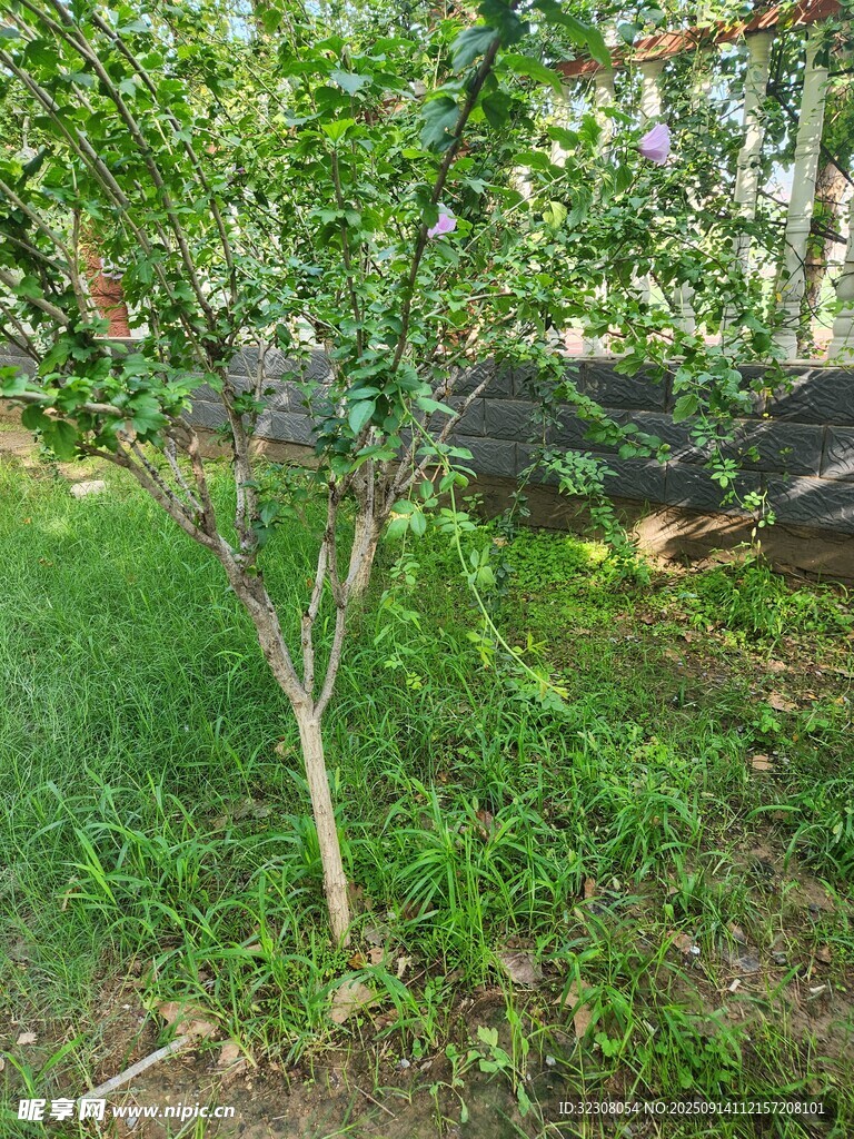 果园中的绿树与草地
